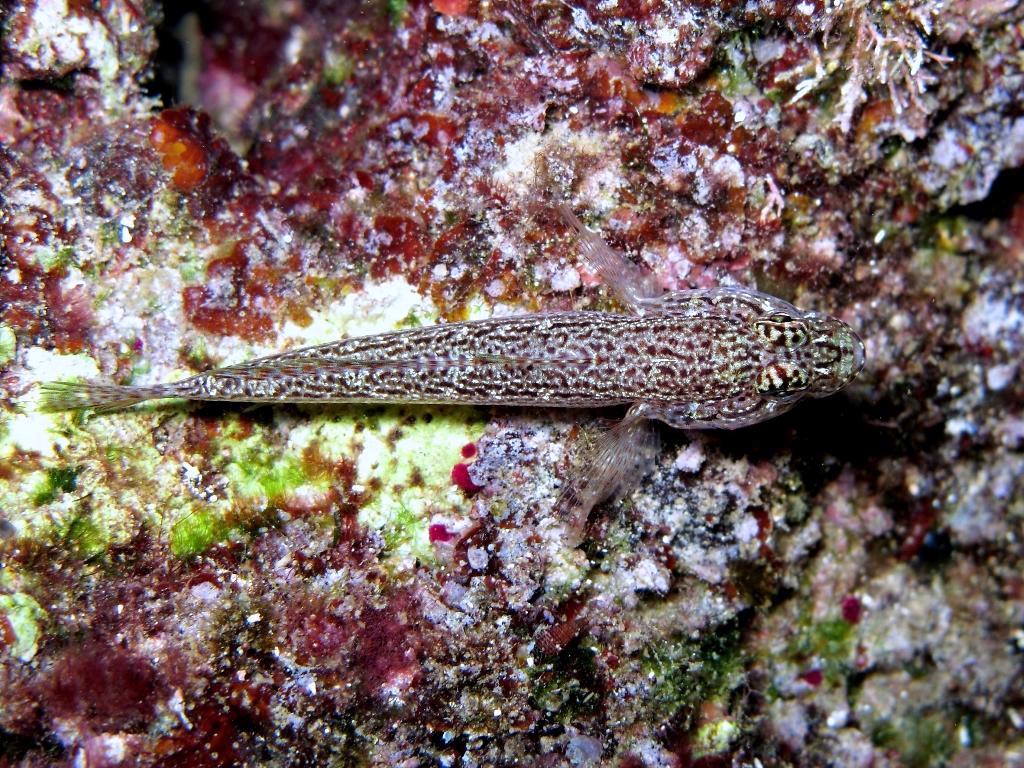 Gobius fallax (Sarato, 1889)